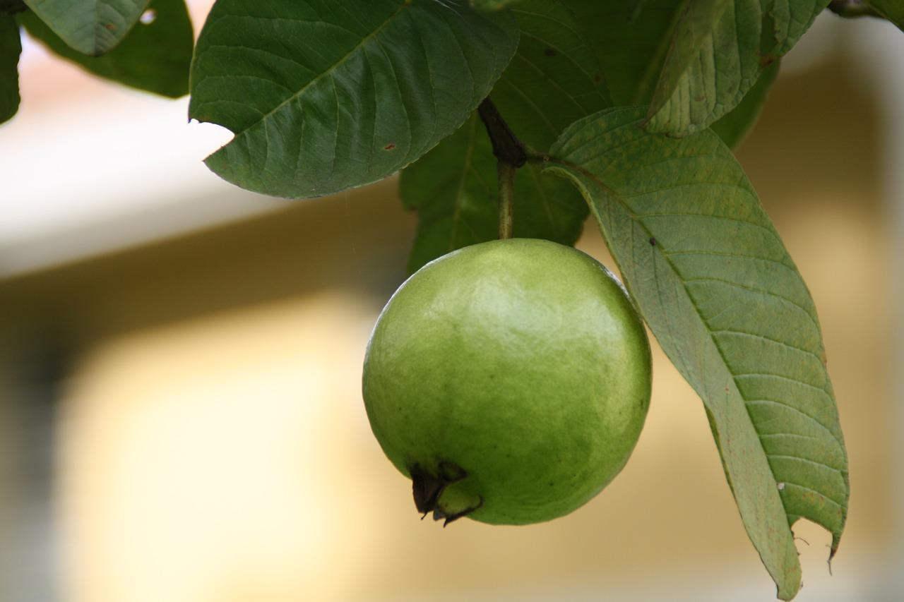 Can guava leaves help to conceive twins 