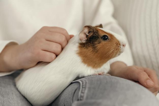 Can guinea pigs play dead 