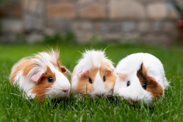 Can guinea pigs play dead 