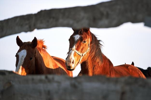 Can horses have Down syndrome? 