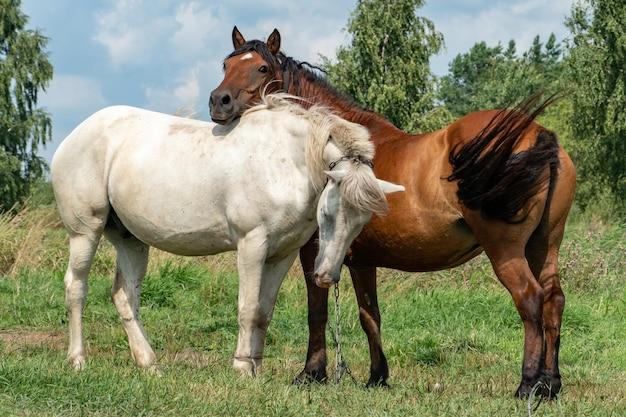 Can horses have Down syndrome? 