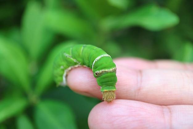 Can humans eat hornworms 