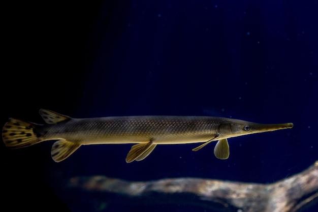 Can I buy baby alligator gar? 