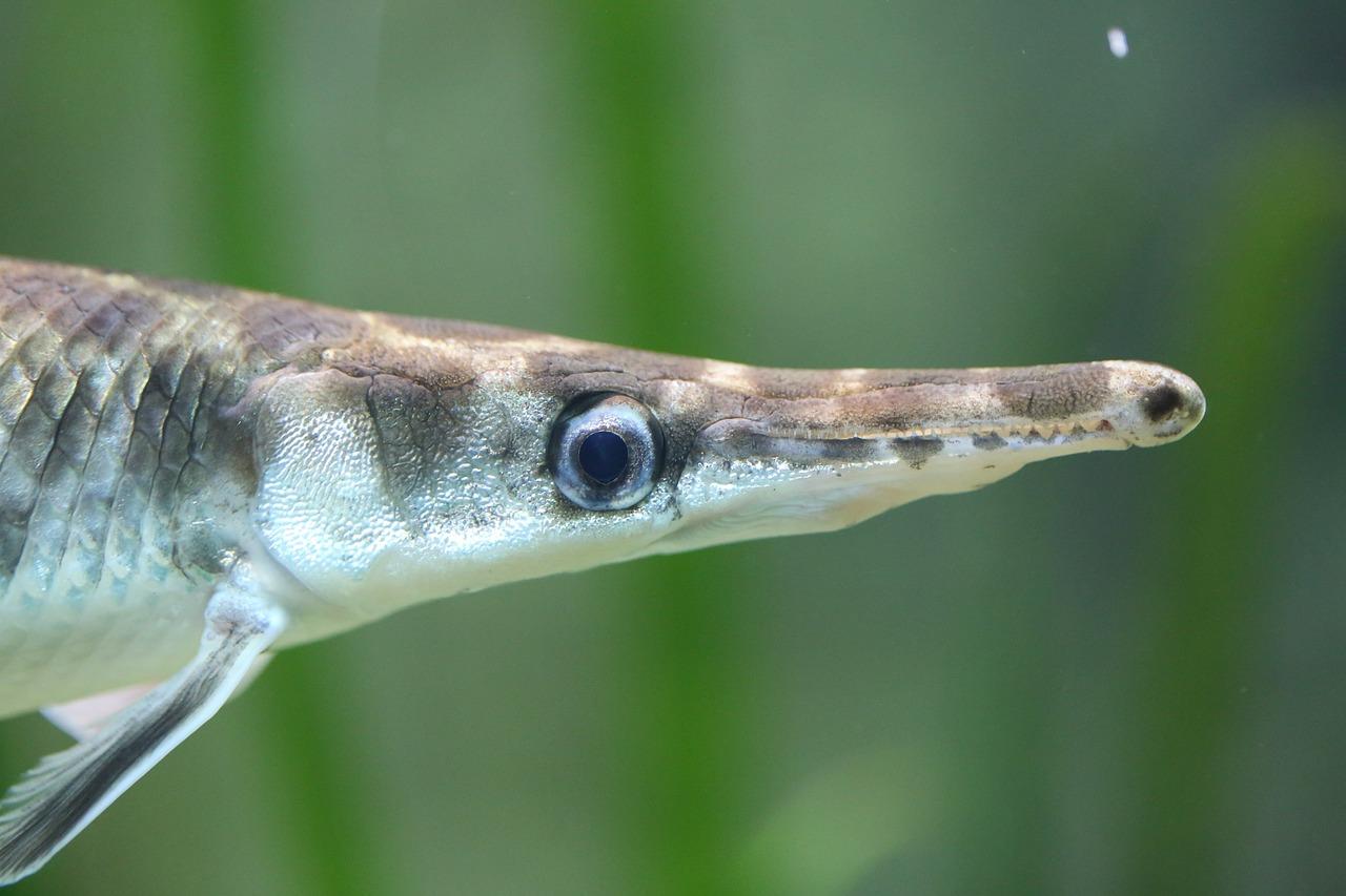 Can I buy baby alligator gar? 