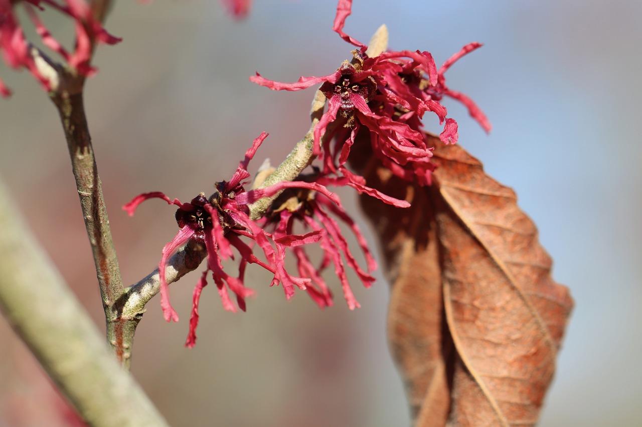 Can I use witch hazel to wipe 