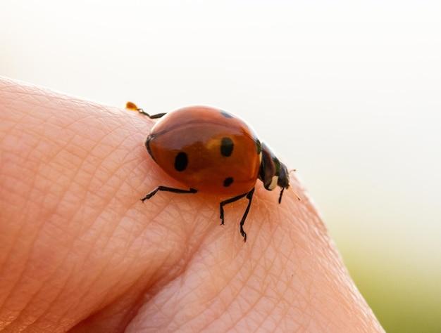 Can ladybugs play dead 