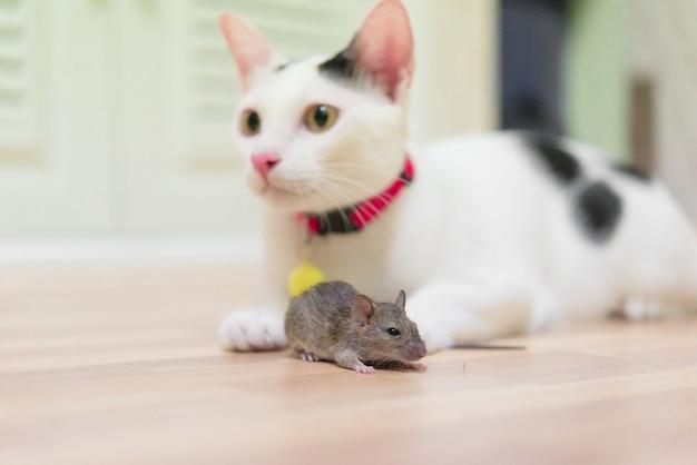 Can rats be the size of cats? 