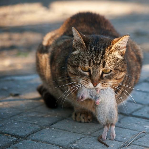 Can rats be the size of cats? 