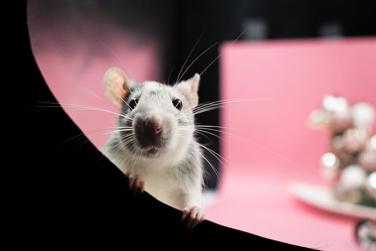 Can rats squeeze under doors? 