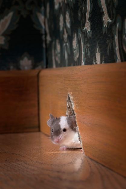 Can rats squeeze under doors? 