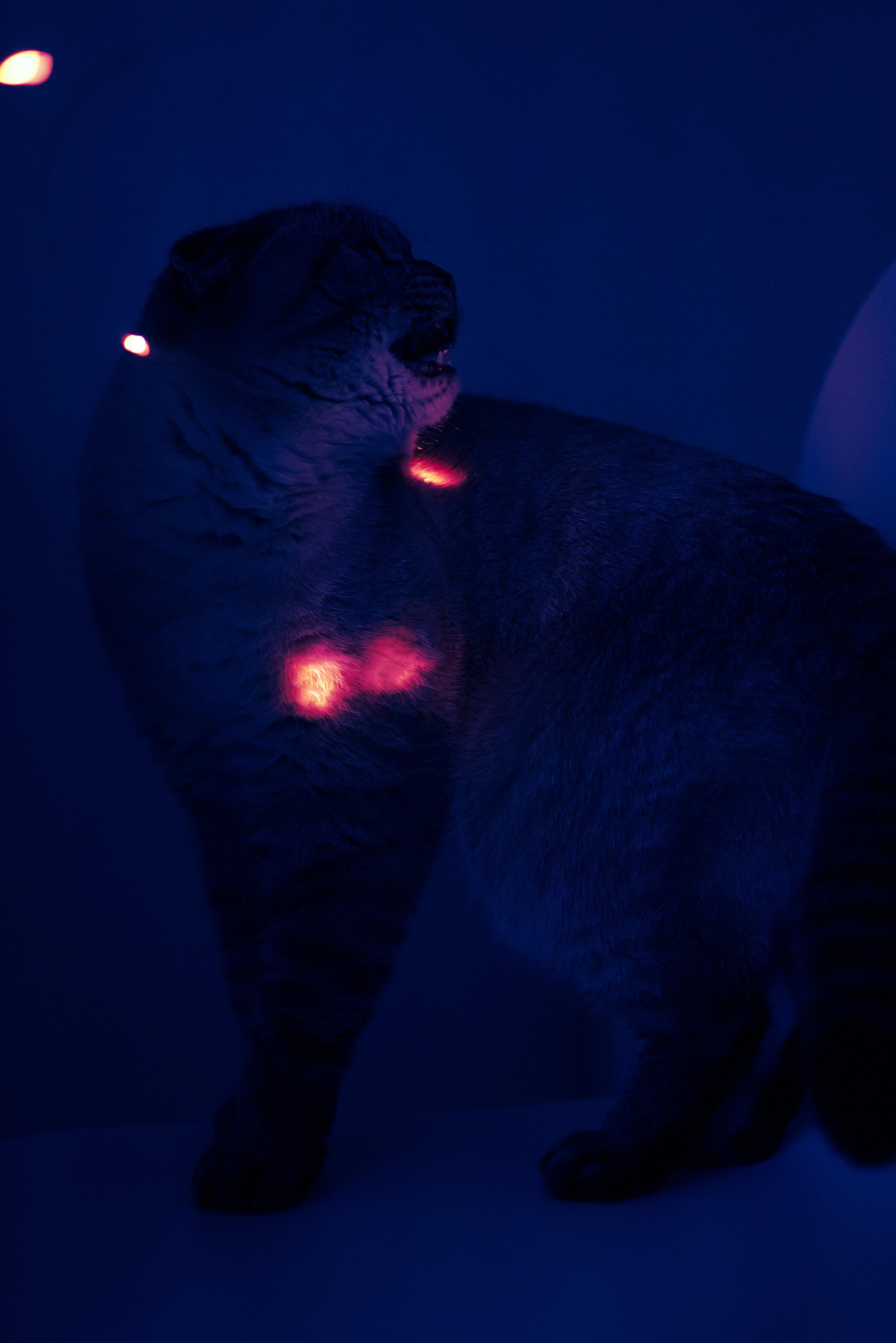 Can Ringworm Really Show Up Under Black Light GCELT