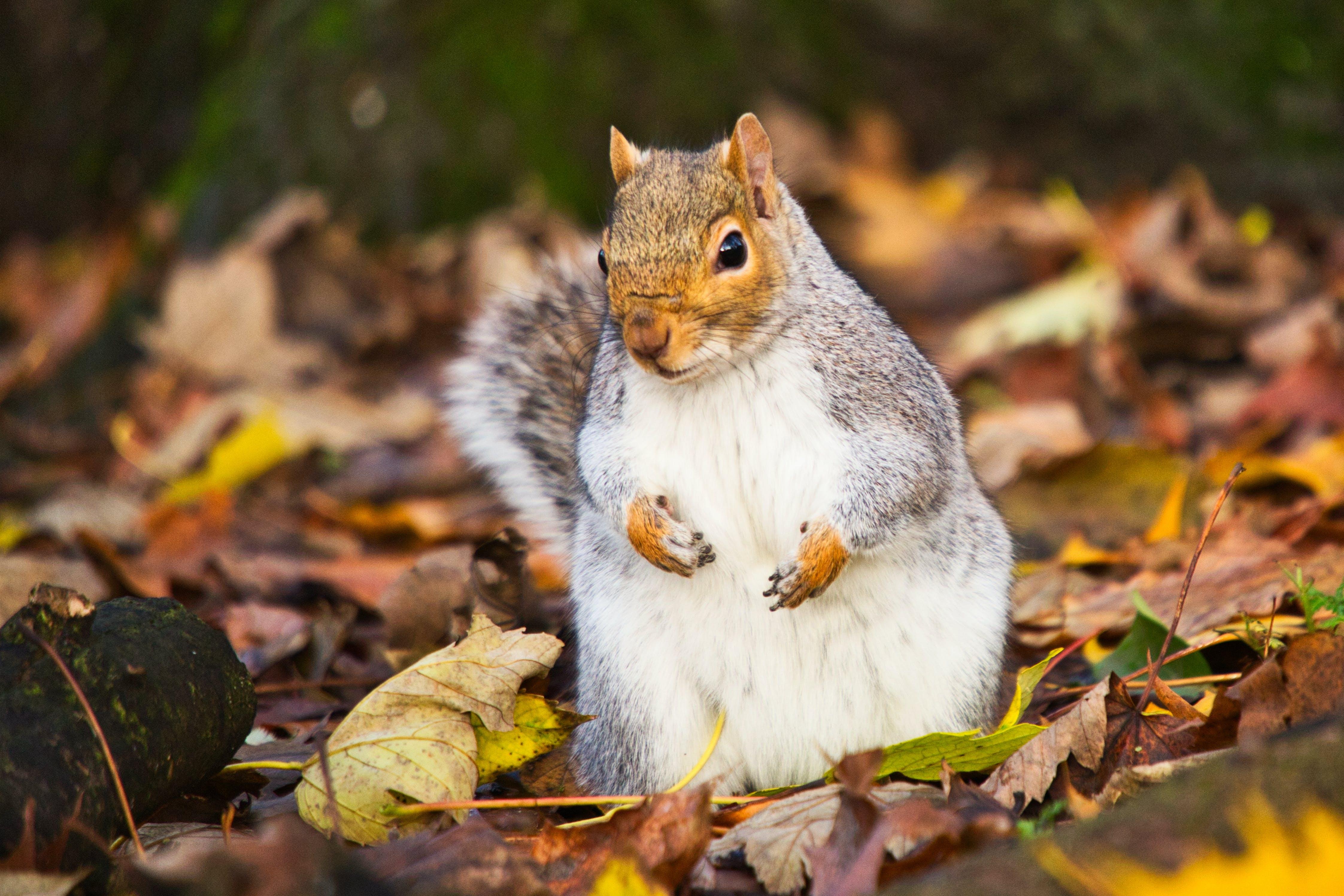 Can squirrels eat cheerios 