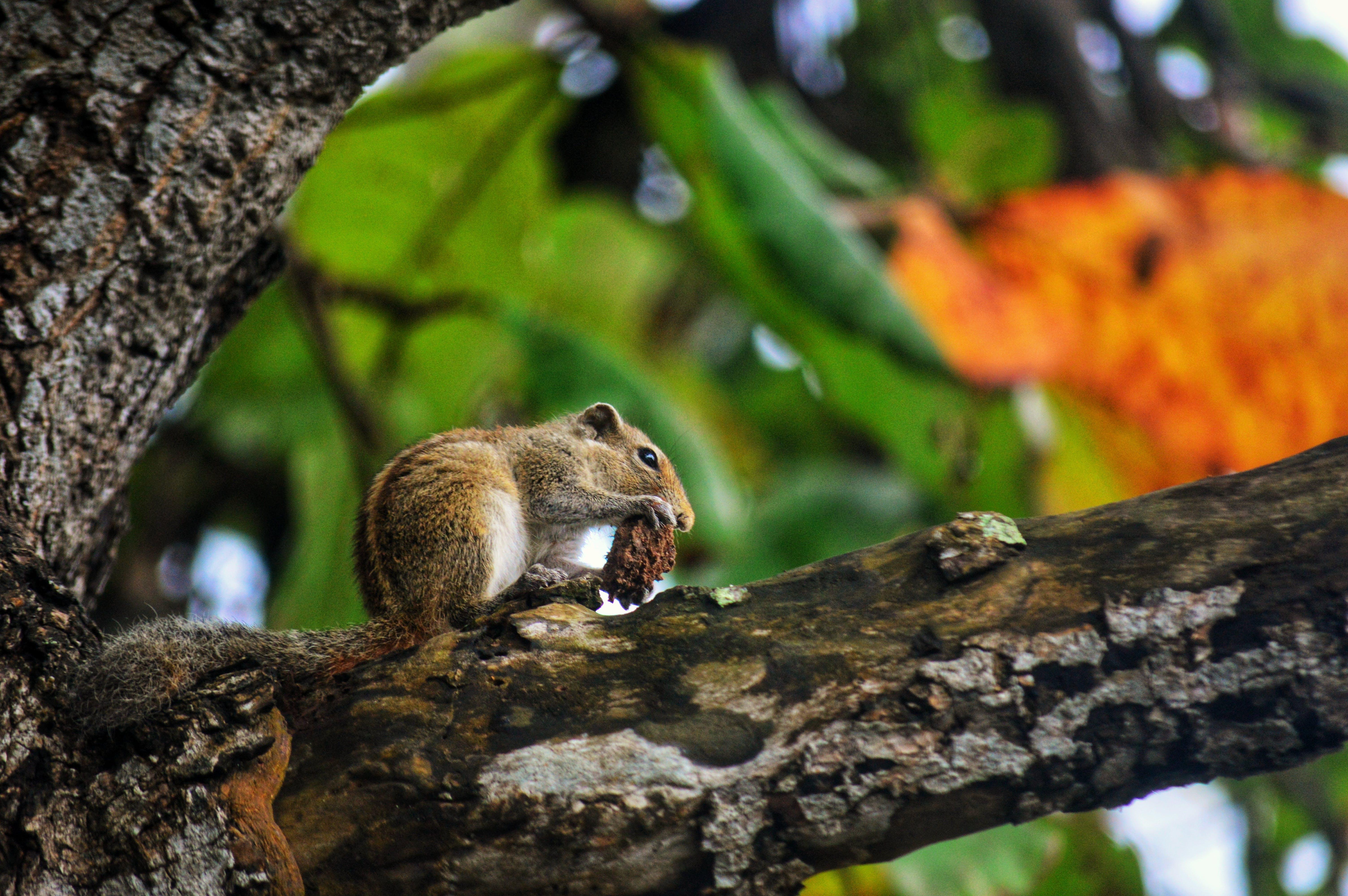 Can squirrels eat cheerios 