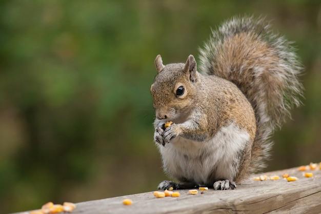 Can squirrels eat crackers 