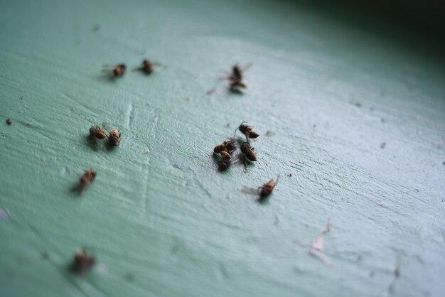 Can wasps get in through closed windows 