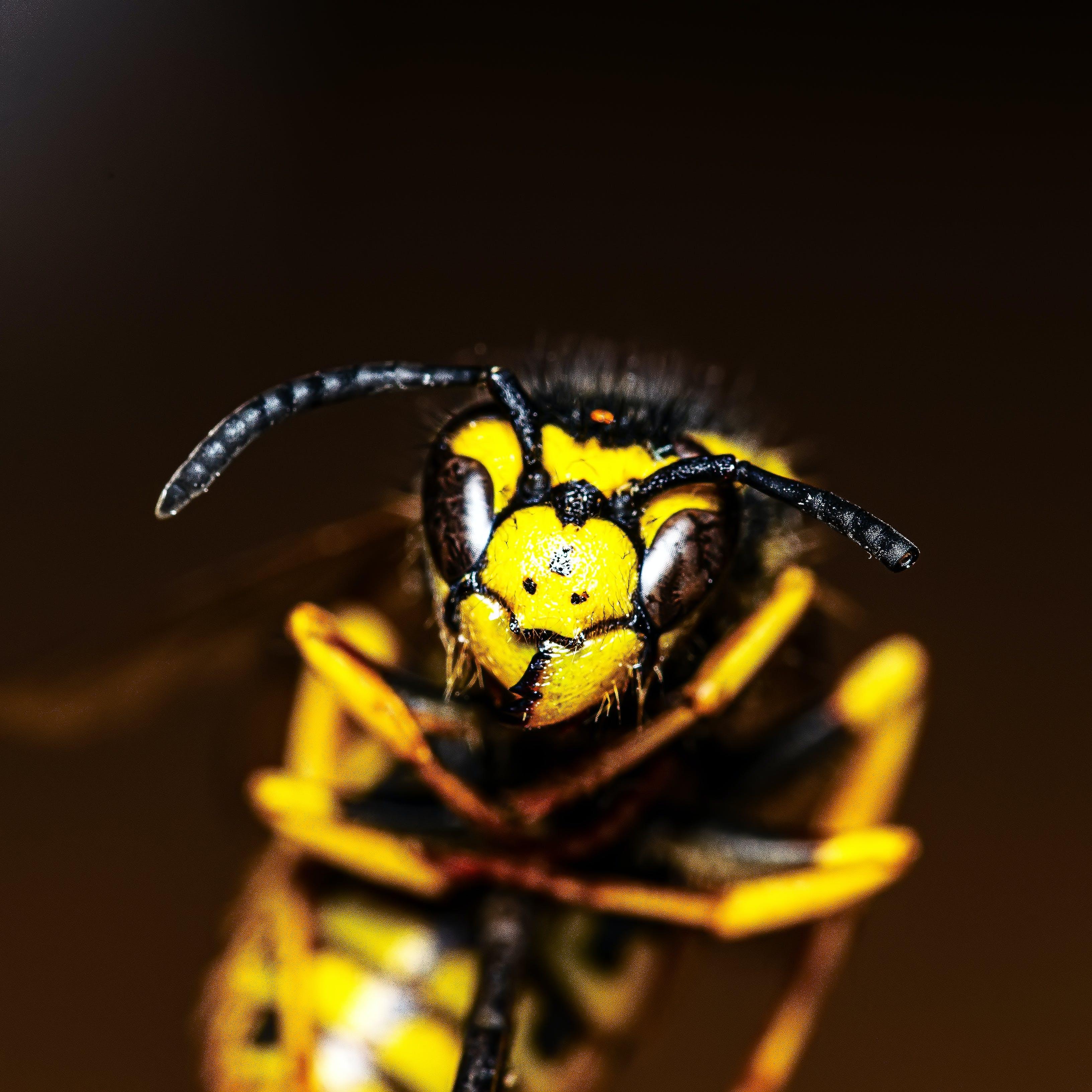 Can wasps see in the dark 