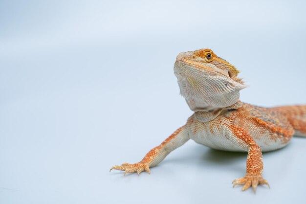 Can you bathe a bearded dragon in tap water 