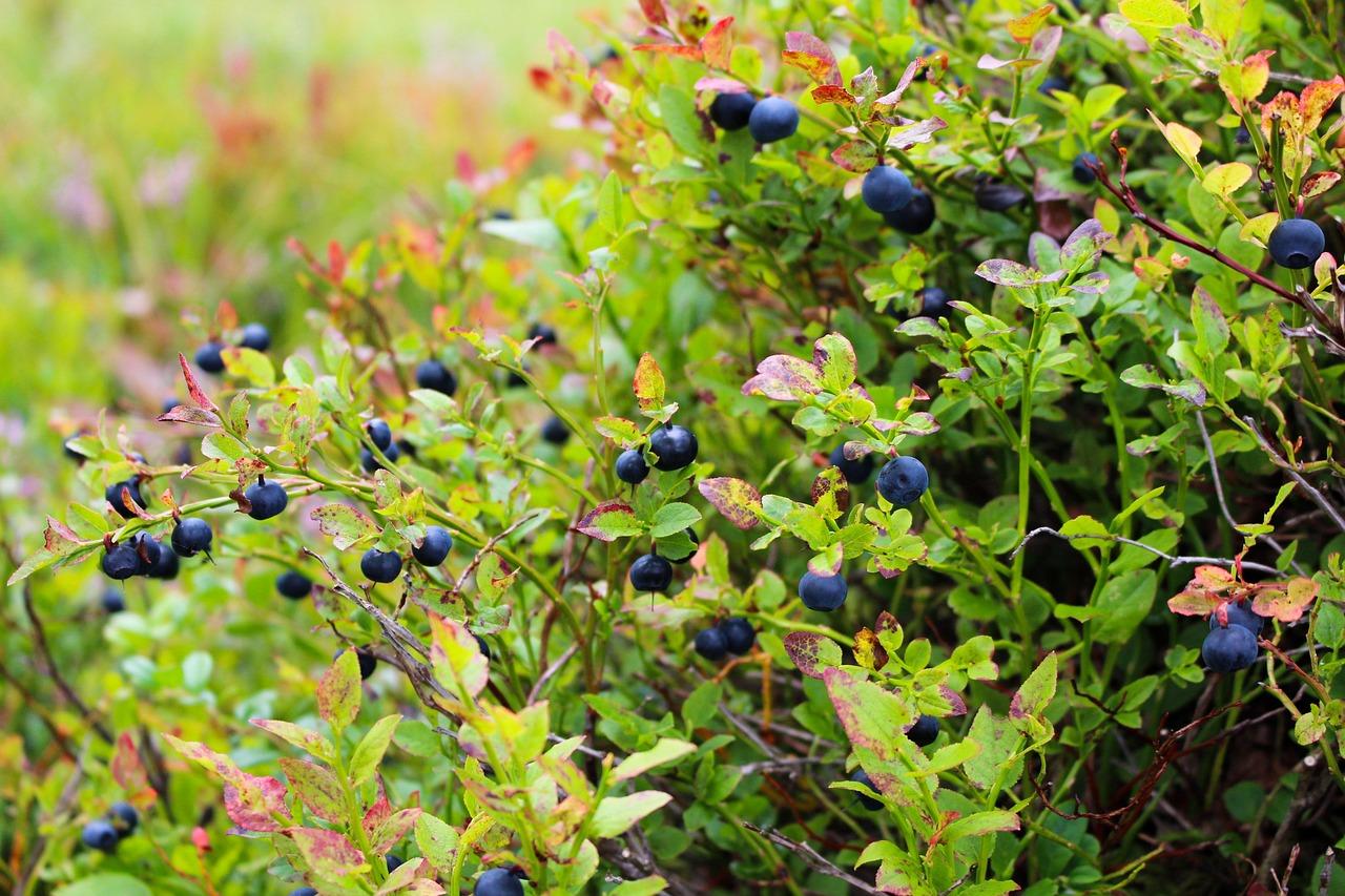 Can you eat blueberries with blueberry maggots? 