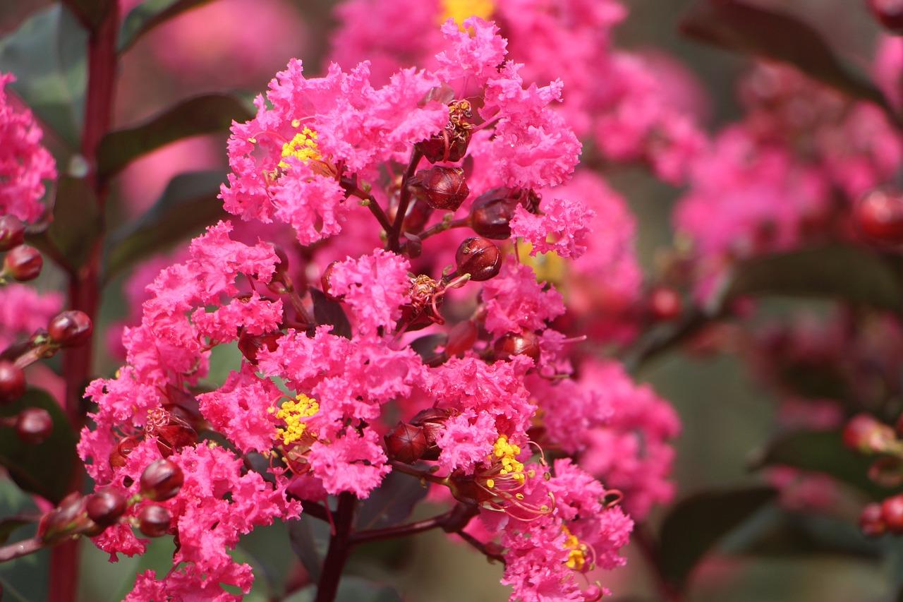 Can you eat crepe myrtle berries 