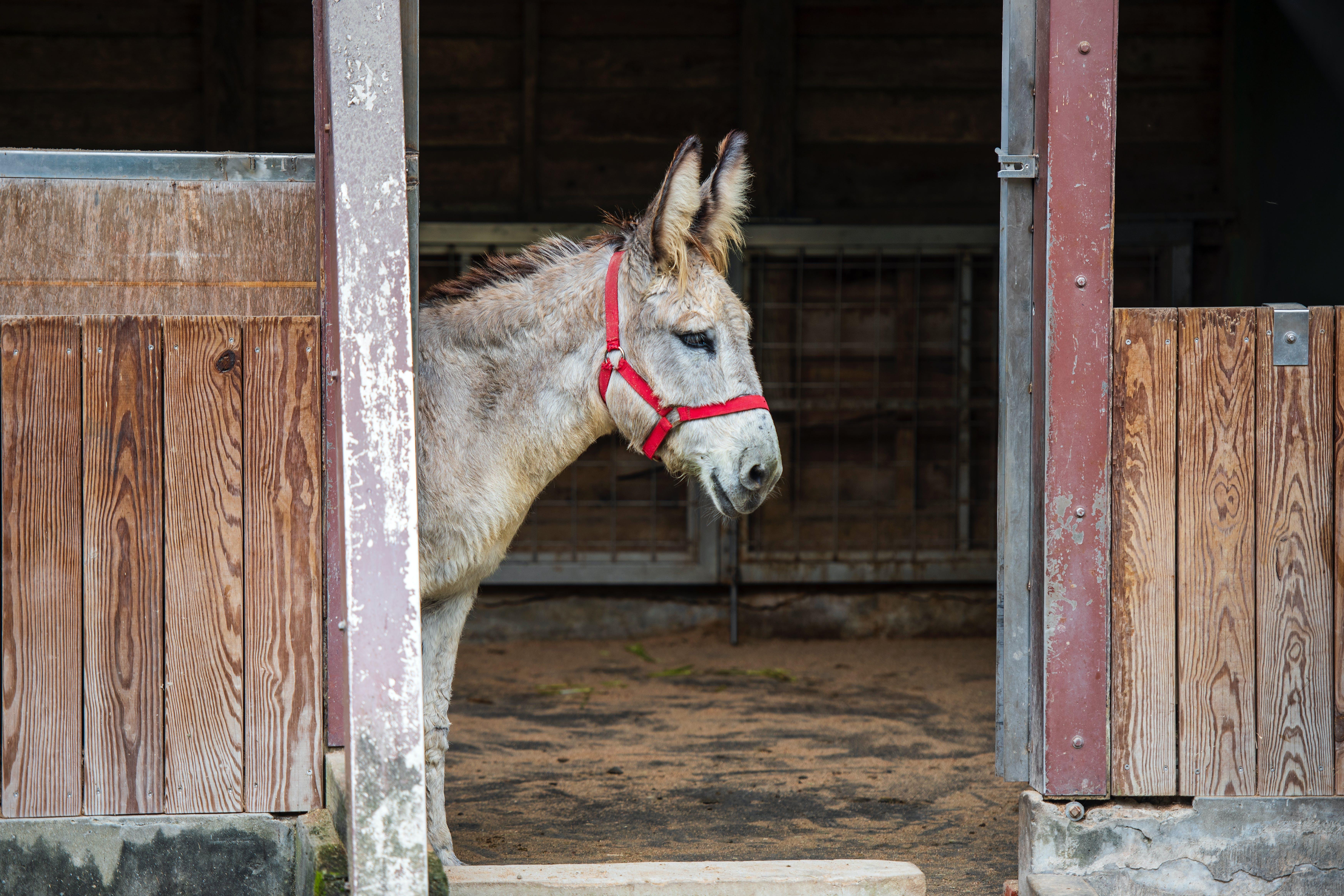 Can you eat donkey in America 