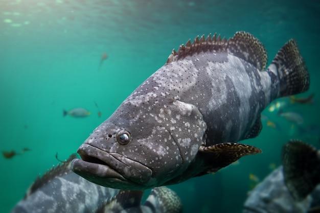 Can you eat goliath grouper 