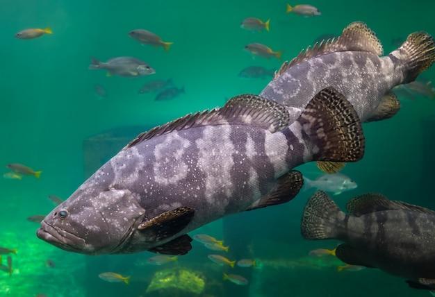 Can you eat goliath grouper 