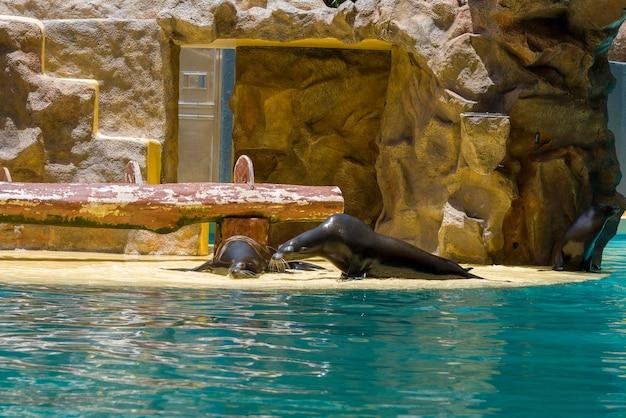 Can you leave SeaWorld San Diego and come back? 