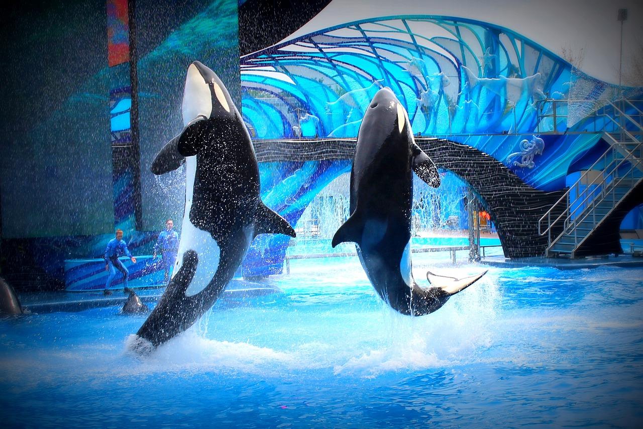 Can you leave SeaWorld San Diego and come back? 