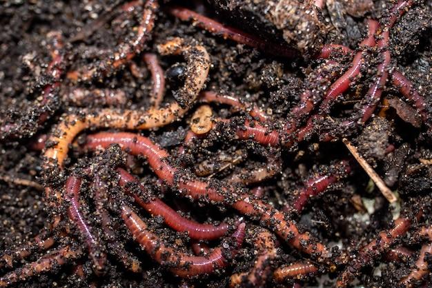 Can you revive a dried out worm? 