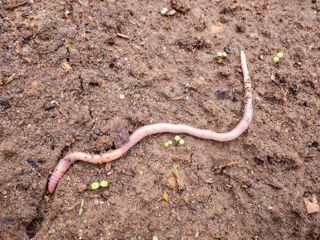 Can you revive a dried out worm? 