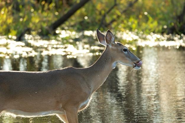 Can you shoot a deer on your property in Florida 