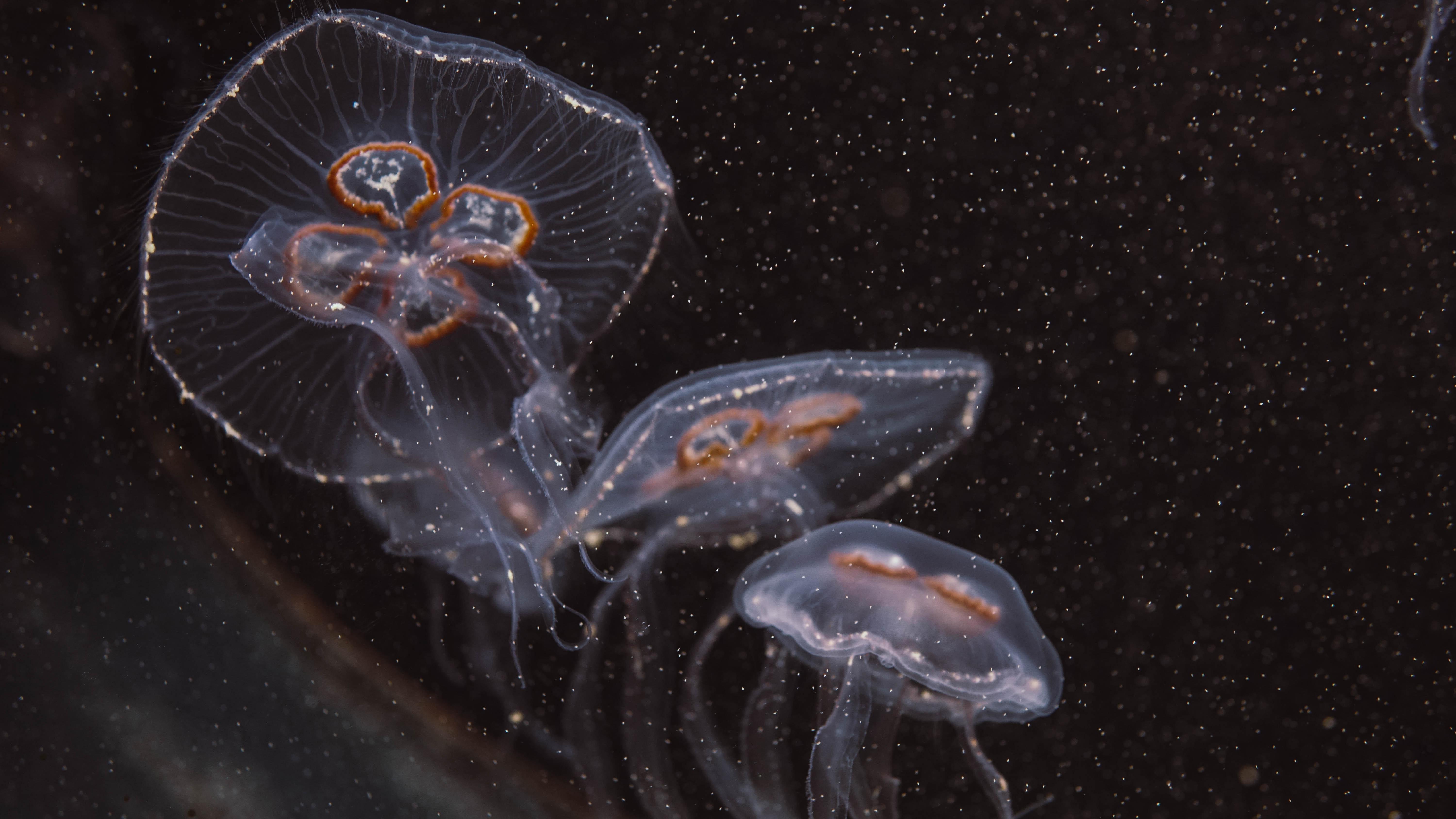 Can you touch moon jellyfish 