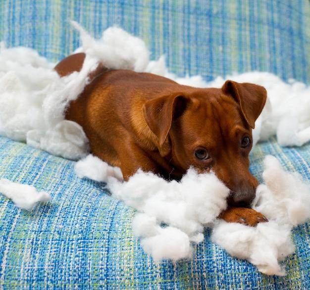 Can you use baby wipes on dogs private parts? 