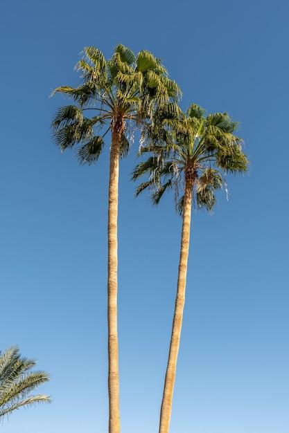 Can you use miracle grow on palm trees? 