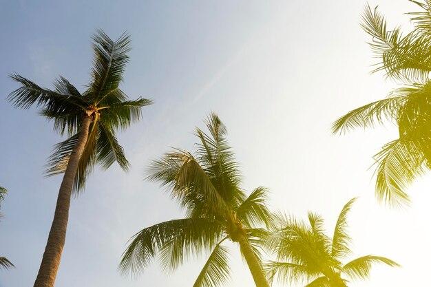 Can you use miracle grow on palm trees? 