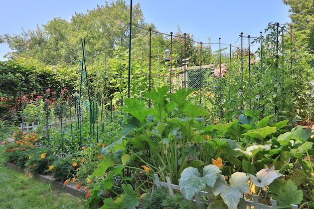 Can zucchini and peppers be planted together 