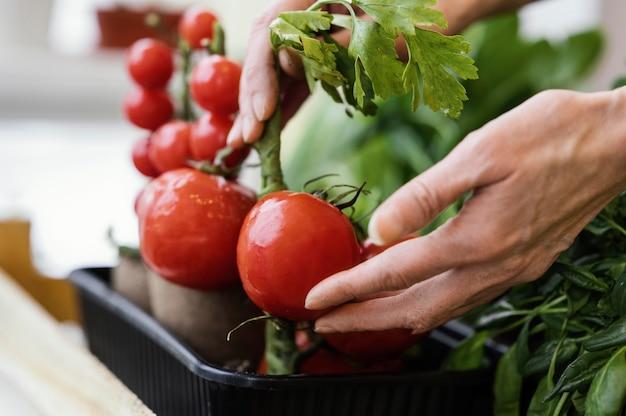 Can zucchini and tomatoes be planted together? 