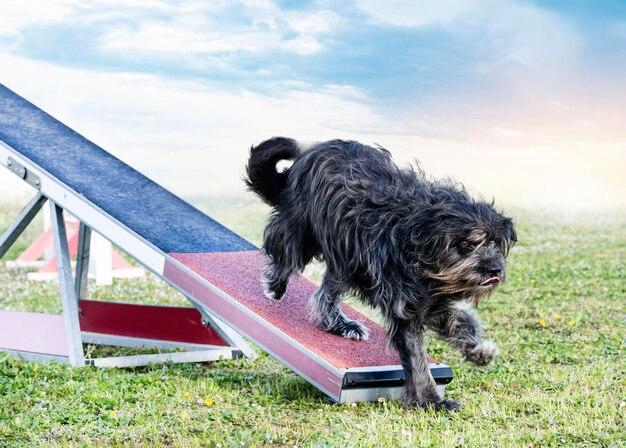 Did they change Teeter on Yellowstone 