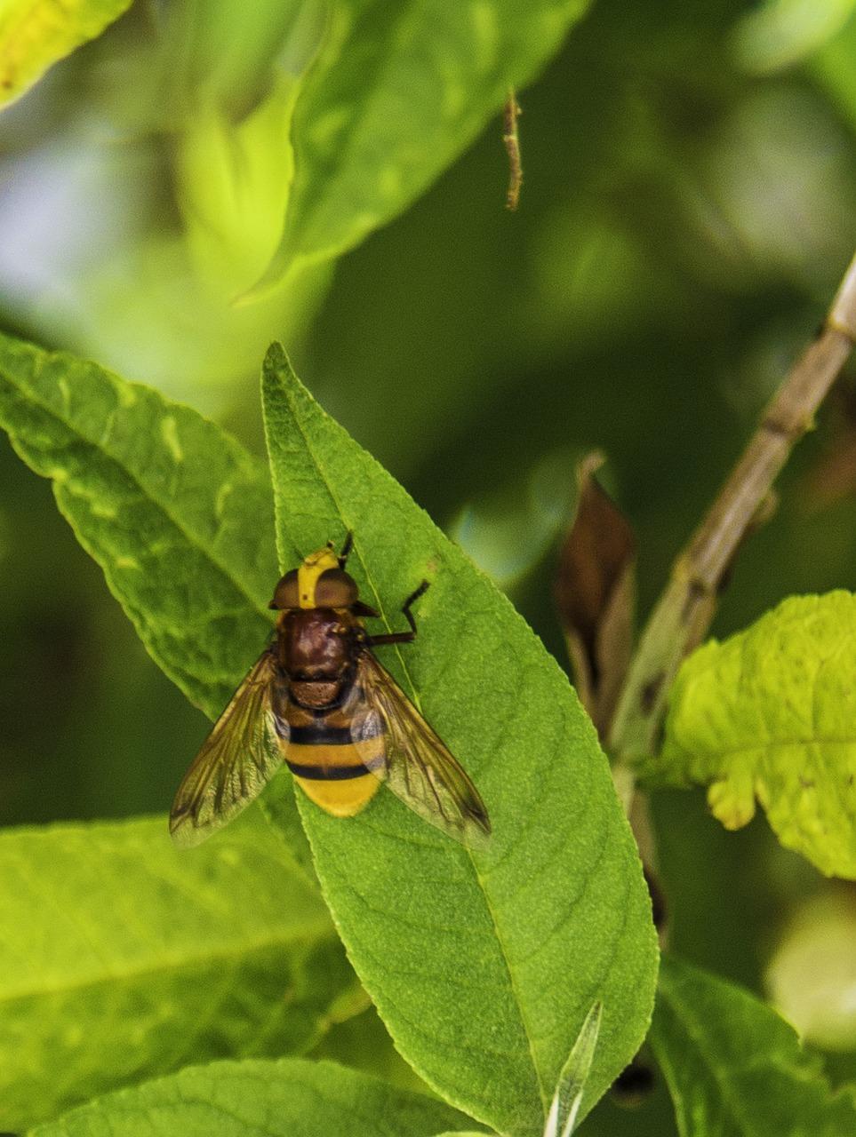 Do any birds eat hornets 