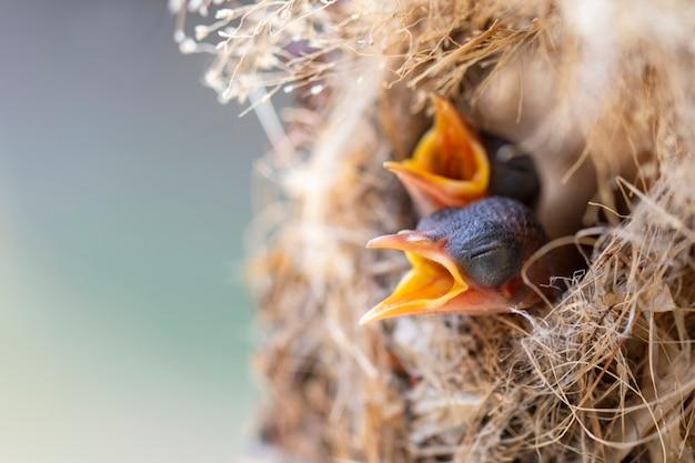 Do any birds eat hornets 