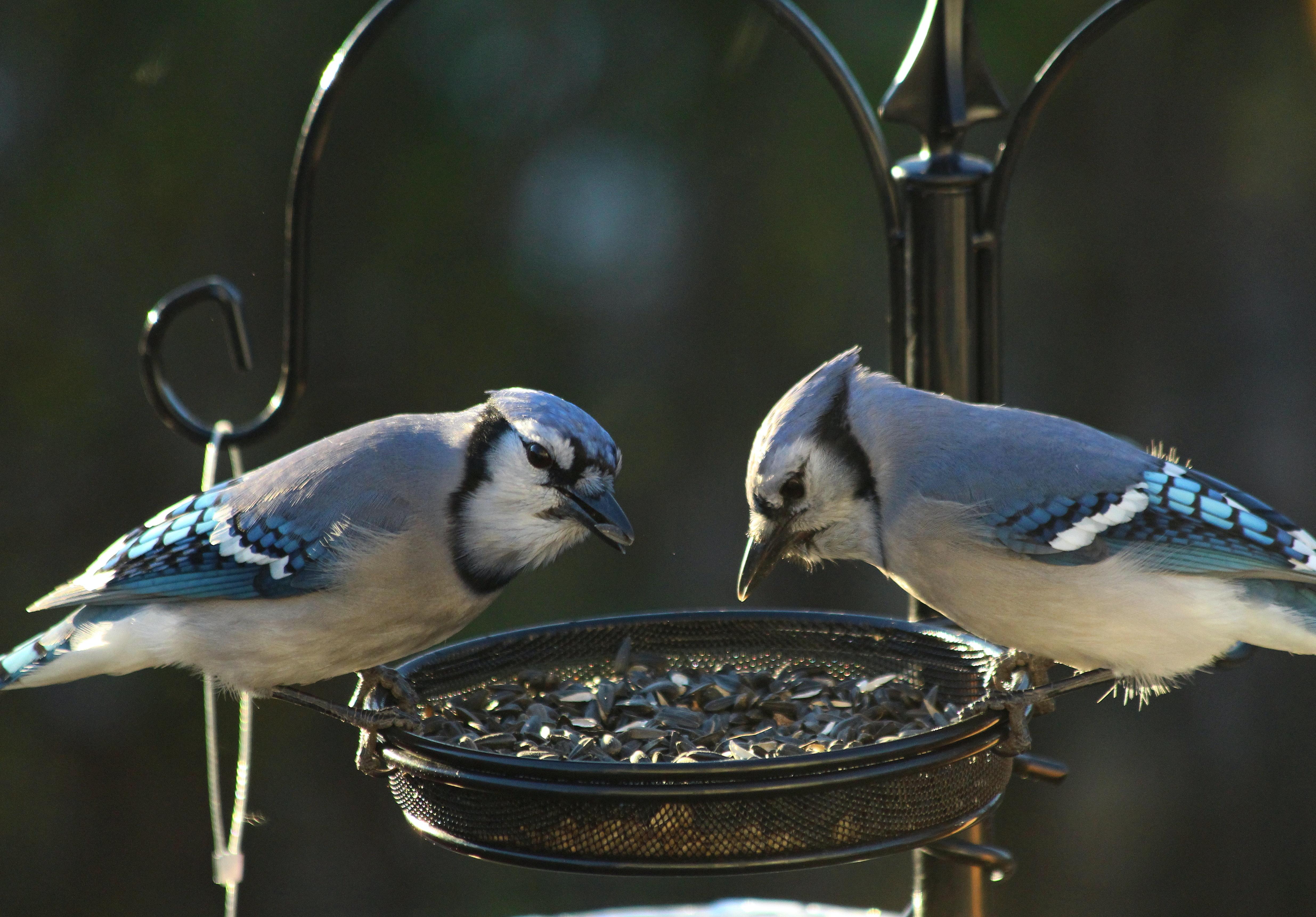 Do Blue Jays eat yellow jackets? 