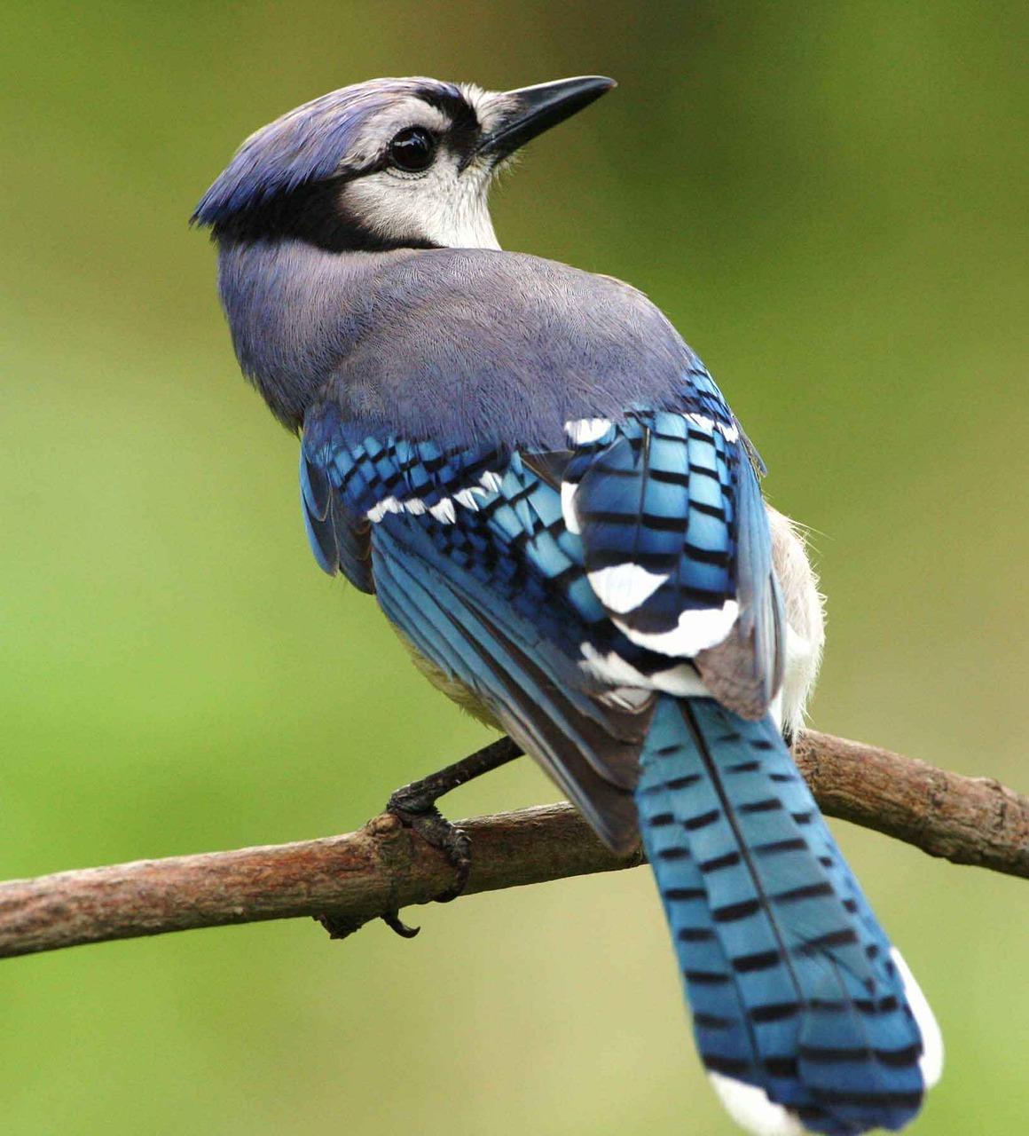 Do Blue Jays eat yellow jackets? 