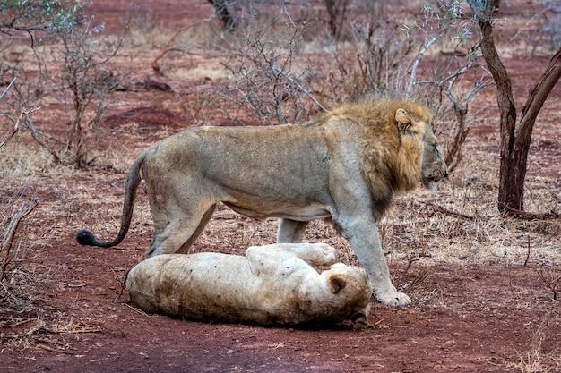 Do cats bleed after mating? 