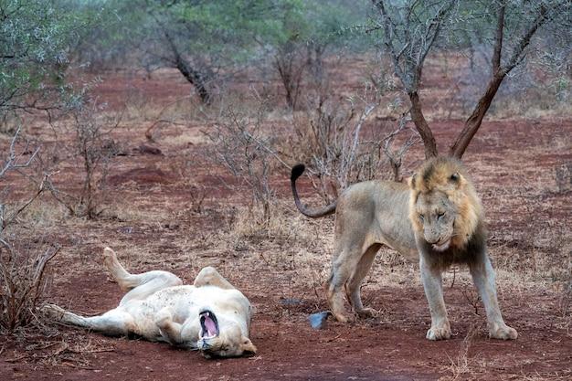 Do cats bleed after mating? 