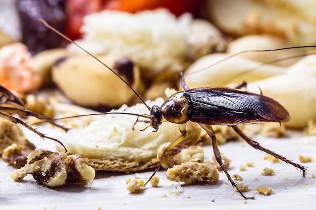 Do cockroaches eat termites? 