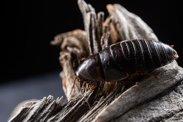 Do cockroaches eat termites? 