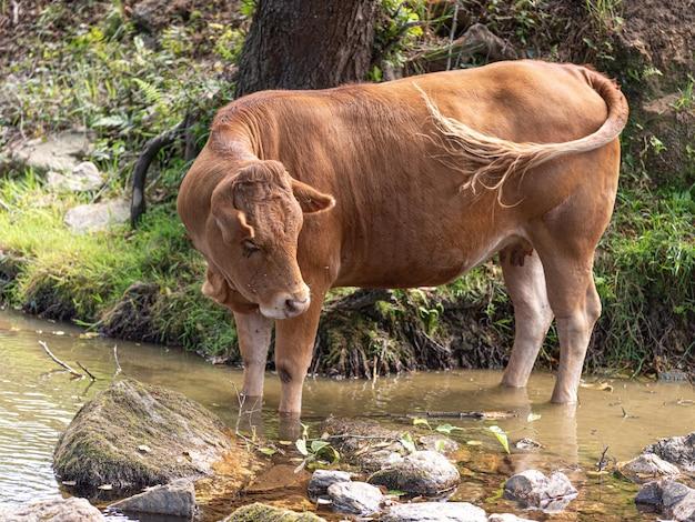 Do cows wag their tail 