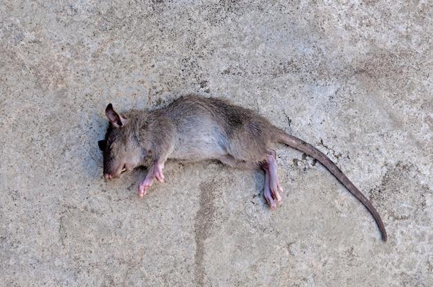 Do dead mice attract more mice 