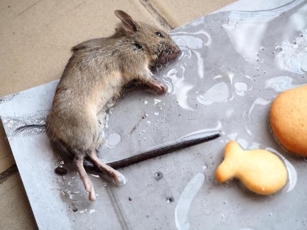 Do dead mice attract more mice 