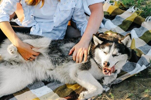 Why is my dog obsessed with my stomach? 